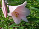 Bermuda Lily